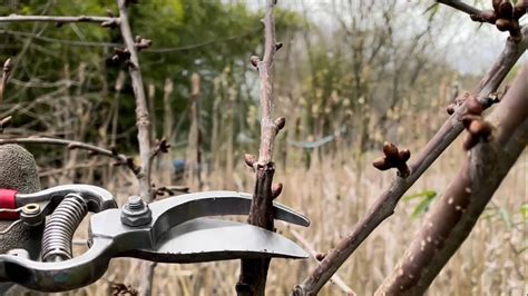 How To Prune Your Cherry Trees Youtube