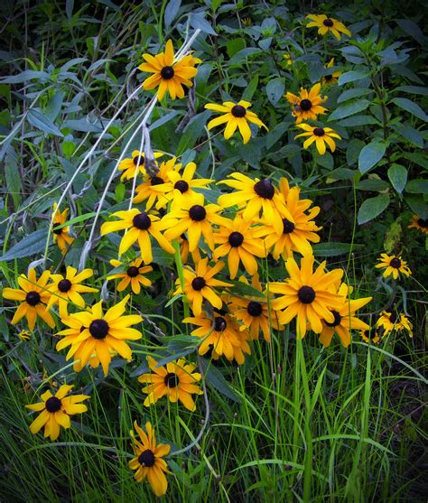 Ohio Spring Wildflowers Yellow Best Flower Site