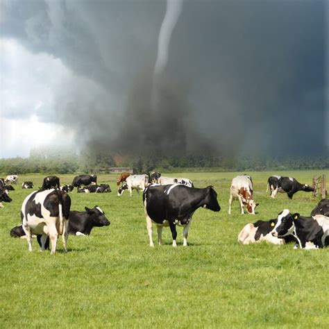Cows Tornado Nol De Ruiter Flickr