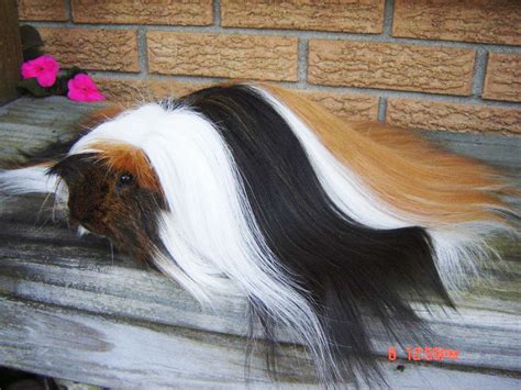 27 Photos Proving Us That Guinea Pigs Are Killing It With Their Awesome