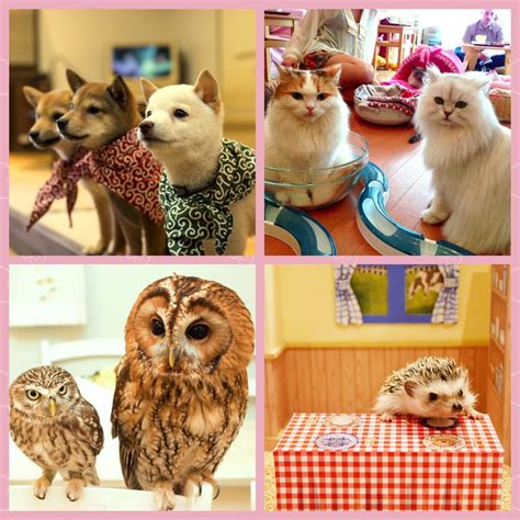 The Most Popular Pet Cafes In Tokyo Yumetwins The Monthly Kawaii