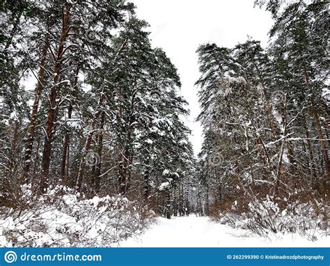 View At The Striginsky Bor Forest Park In Nizhny Novgorod Pine Trees