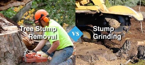 Tree Stump Removal Vs Stump Grinding Whats Right For You