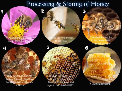 How Do You Make Honey Jan 06 2014 · The Procedure Is Quite Simple