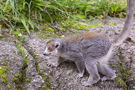 Crowned Lemur Zoochat