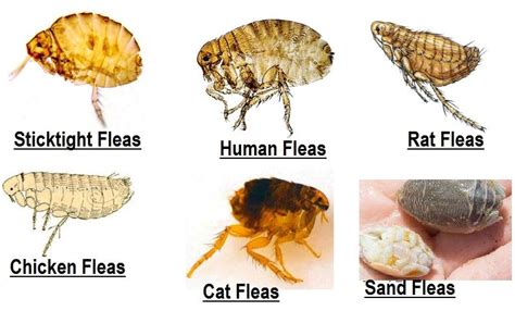 80 Best Of How To Get Rid Of Cat Mites On Humans Insectpedia