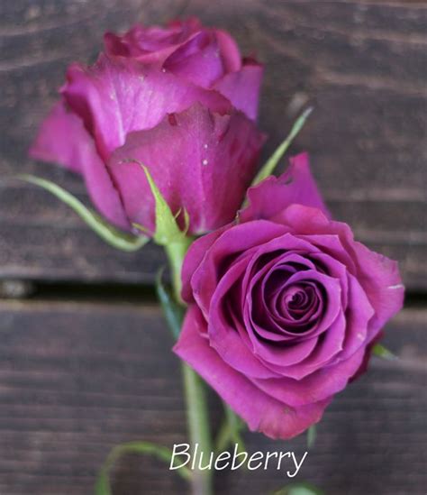 Blueberry Roses Purple Wedding Flowers