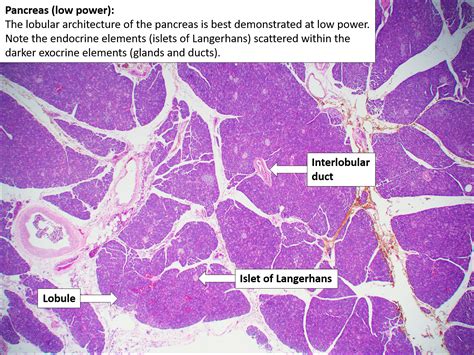 Pancreas Normal Histology Nus Pathweb Nus Pathweb