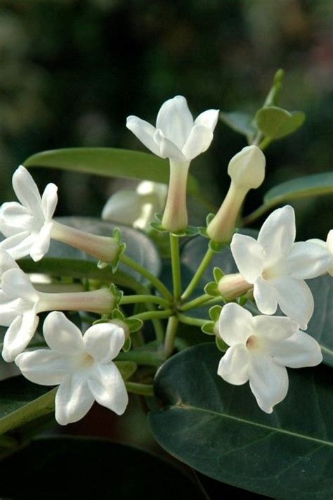 Adatta per questo come portainnesto. Fiori Profumatissimi / I fiori di tiglio hanno un profumo ...