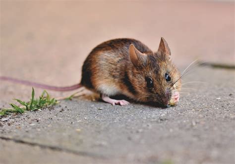 The British Mice Identification Guide