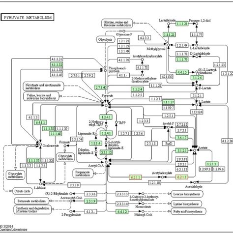 Metabolic Pathways Of Acsm3 Gene 6212 70 Download Scientific