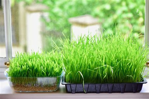 How To Grow Wheatgrass At Home With And Without Soil Alphafoodie