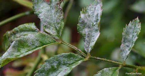 What Causes White Spots On Rose Leaves