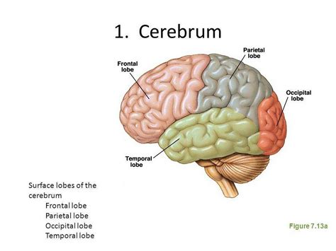 Neuro4kids The Cerebrum Hey There Neuro Beginners Welcome Back