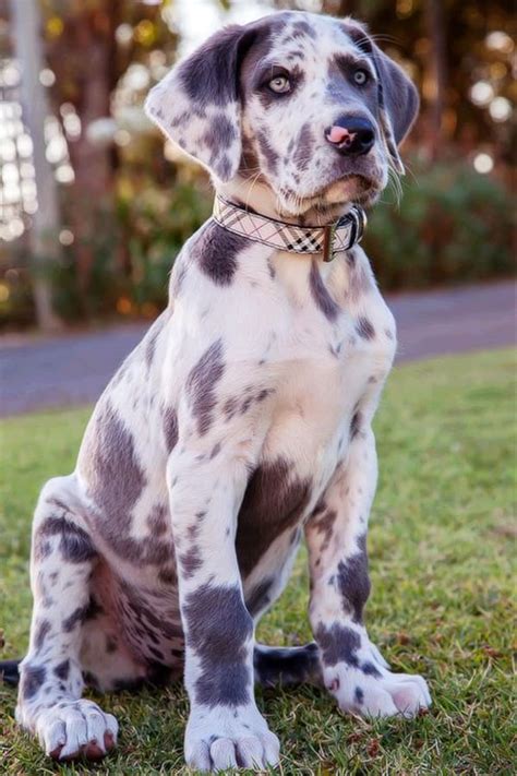 40 Amazing Pictures Of Great Dane