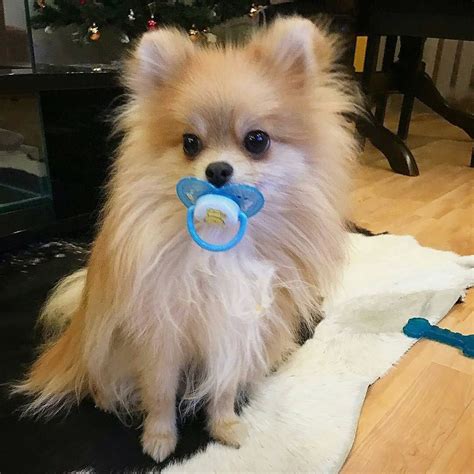 Aww This Is Adorable Pomeranian Puppy Cute Pomeranian Baby Animals