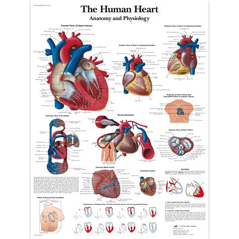 The Human Heart Chart Anatomy And Physiology Anatomical Charts