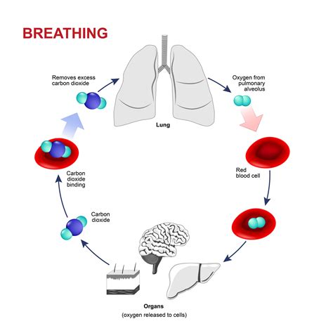 The Power Of Your Breath How To Breathe For Radiant Health And Energy