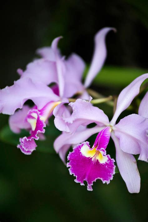 Variety Of Orchid Republic Of Colombia Photograph By Eric Bauer
