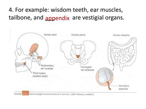 O Que Sao Orgaos Vestigiais