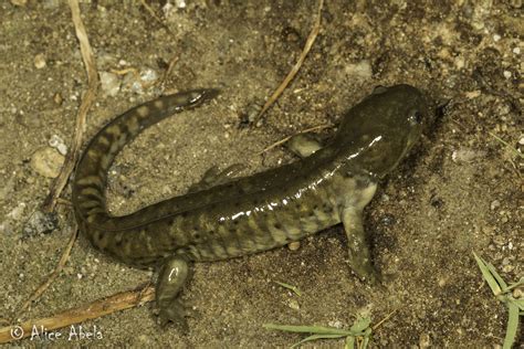 Western Tiger Salamander Ambystoma Mavortium Mono County Flickr