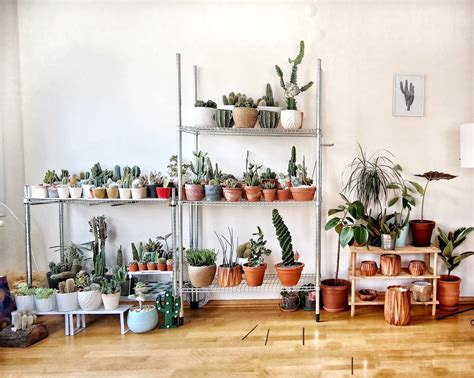 Want to add an indoor plant to your home? 5 indoor plants that are good for your health