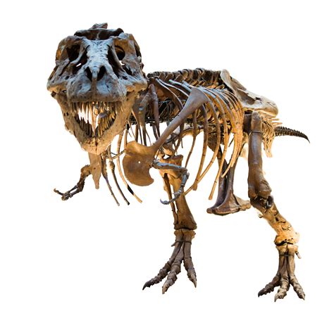Filedinosaur Skeleton 8139906747 White Background Wikimedia