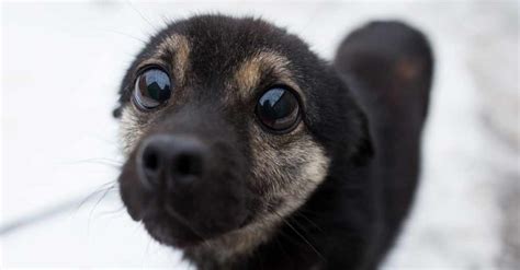 Puppy Dog Eyes Are Real Says Science The Animal Rescue Site News