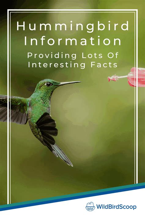 Hummingbird Facts For Birding Enthusiasts