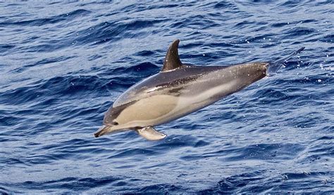Short Beaked Common Dolphin Delphinus Delphis The Short Flickr