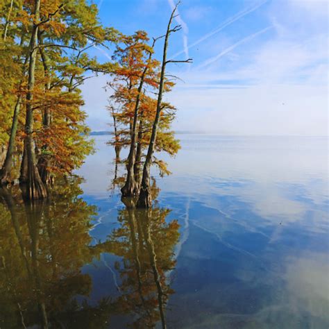 Reelfoot Lake Fishing A Hidden Gem For Anglers Everything You Need