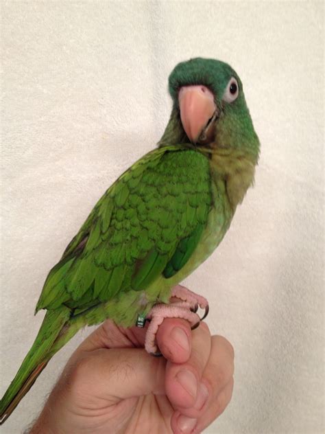 Blue Crown Conure 170209 For Sale In Raleigh Nc