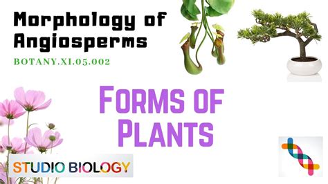 Botanyxi05002 Morphology Of Angiosperms Forms Youtube