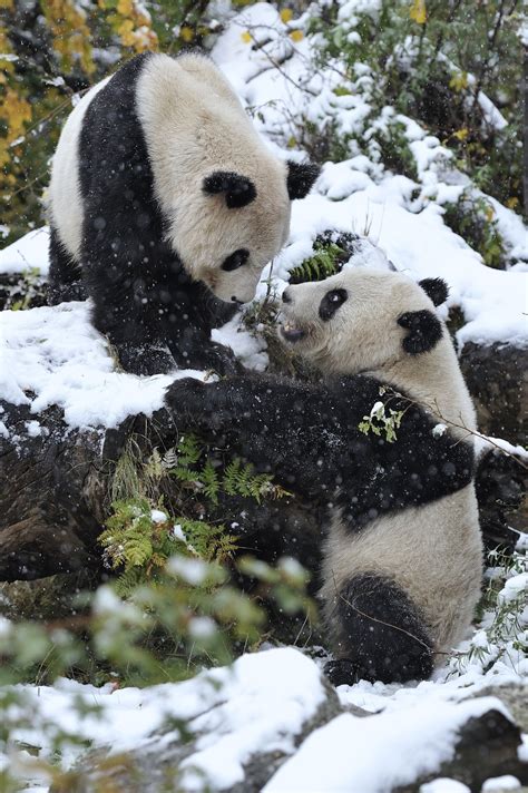 Snow Pandas By Josef Gelernter 500px Panda In Snow Panda Bear Panda