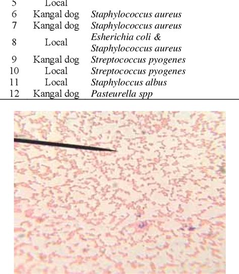 Figure 1 From Isolation Of The Bacterial Causes Of Tonsillitis In Dogs