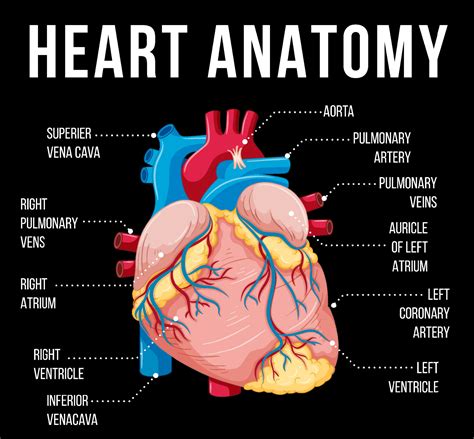 Internal Anatomy Of The Heart