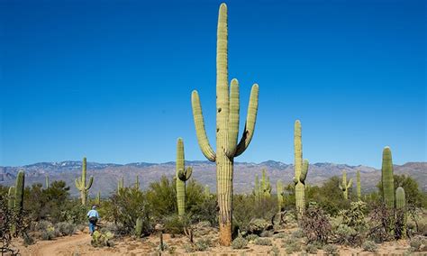 The spines on a saguaro can grow up to 1 millimetre (0.039 in) per day. 9 Types of Cactus to Bring Beauty & Interest Into Your ...