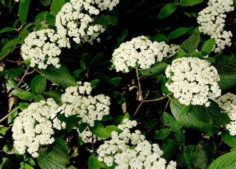 Viburnum Rhytidophyllum Planter Et Entretenir Ooreka