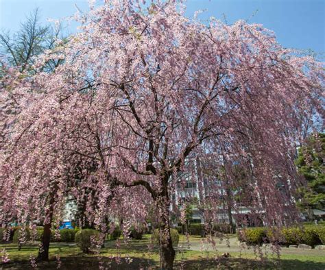 Pink Weeping Flowering Cherry Trees For Sale 076