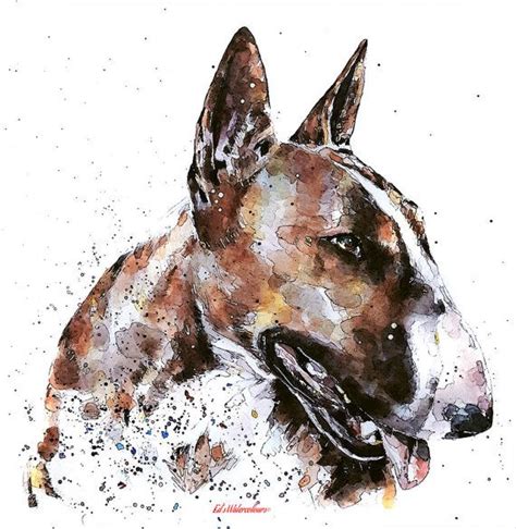 Bull Terrier Print Watercolour A3 3040cm1612 By Edswatercolours