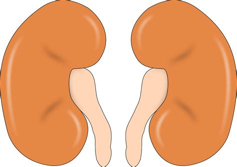 Download Kidney Anatomy Human Royalty Free Vector Graphic Pixabay