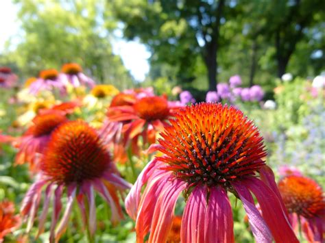 Kostenlose Foto Natur Feld Wiese Blume Blütenblatt Sommer