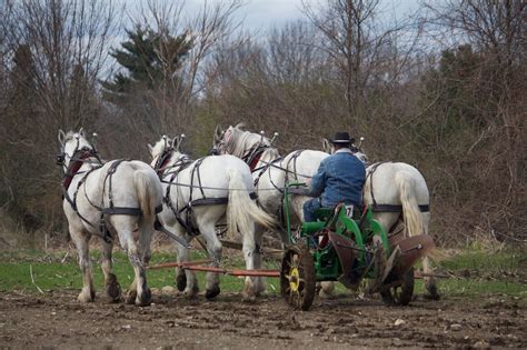 Cedar Knoll Farm Plowing Four Abreast With Percherons Photo Posey