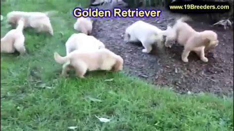 Experience makes all the difference. Golden Retriever, Puppies, For, Sale, In, Portland, Maine ...