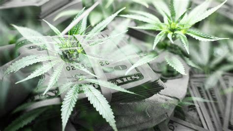 Reasons Marijuana Legalization Seems To Be Failing