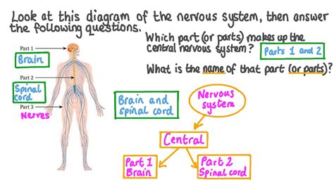 The Nervous System Worksheet Answers Worksheets For Kindergarten
