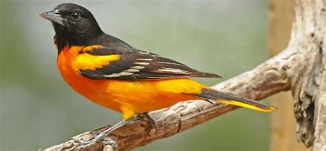 8 Types Of Orioles That Live In The United States 2023 Male Bird