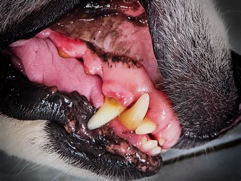 What Do Healthy Dog Gums Look Like Puppylists