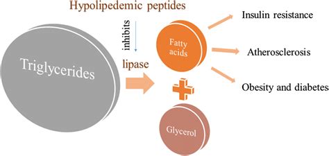 Activity Of Lipase Enzyme For Hypolipidemic Effect Of Peptides