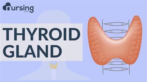 Understanding Thyroid And Parathyroid Glands Nursing School Lessons